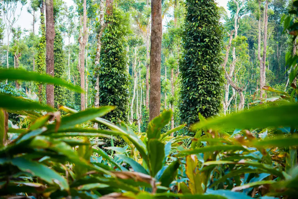 Kerala Spice Hills Harvesting